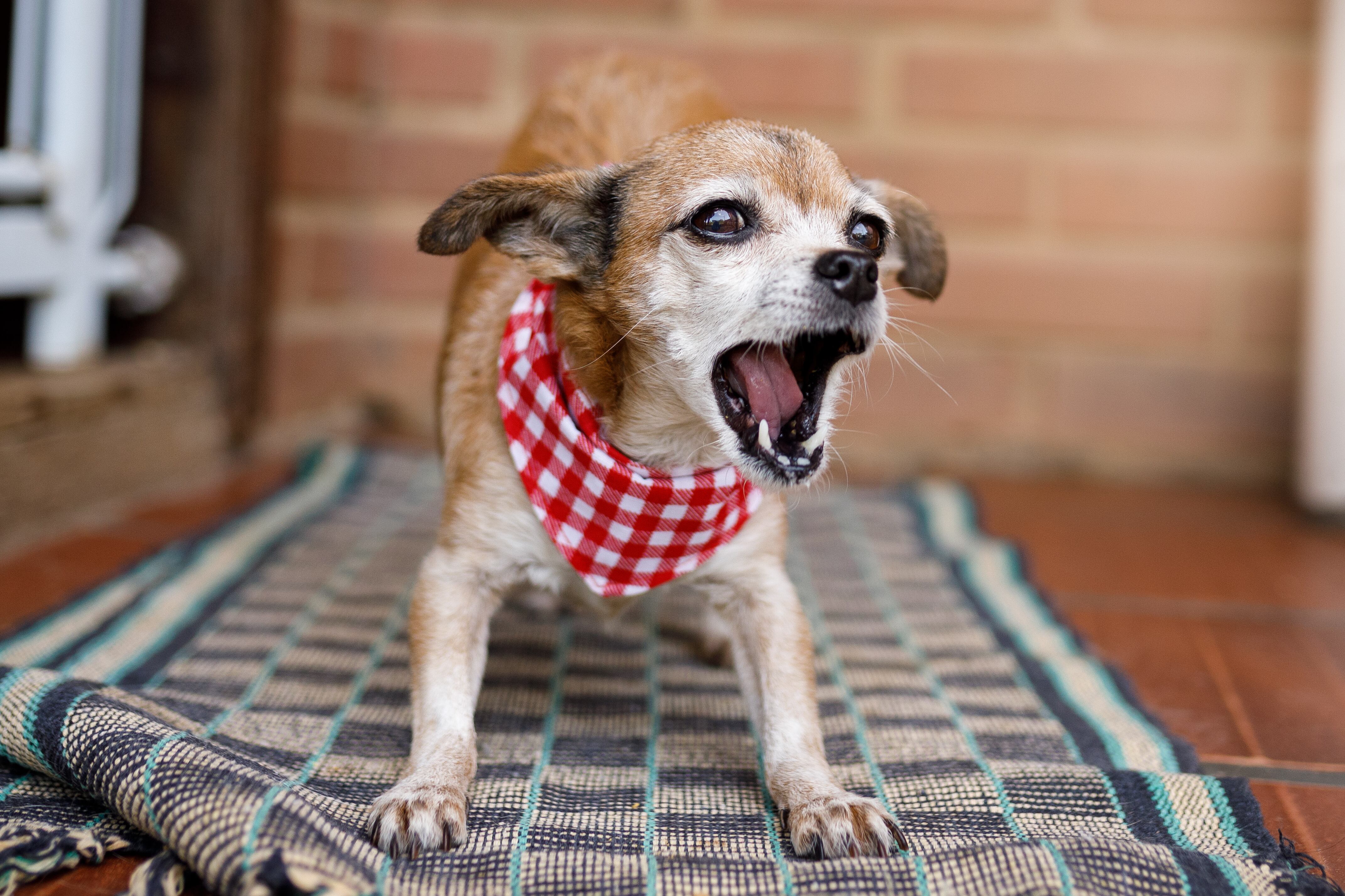 Perro ladrando (Foto vía Getty Images)