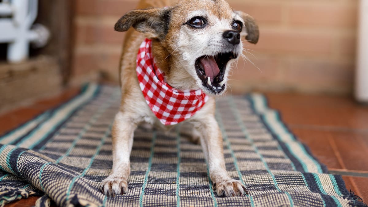 ¿Su perro le ladra a unas personas y a otras no? Esta sería la razón, según veterinario