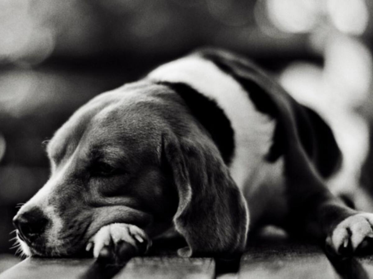 Max, el perrito que atravesó Bogotá buscando sus antiguos dueños