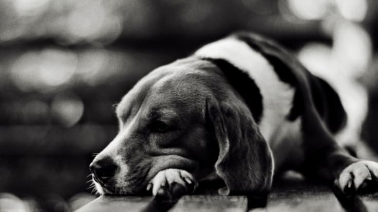 Max, el perrito que atravesó bogotá de la calera a Kennedy buscando sus antiguos dueños.
