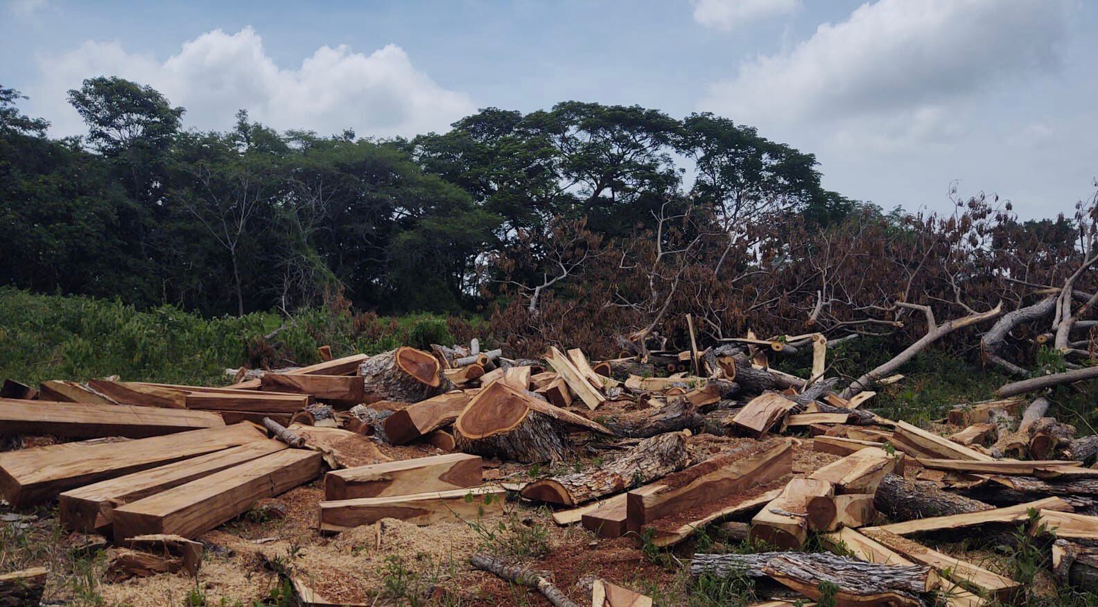 Corpamag, la Policía Departamental y el Ejército Nacional, incautaron 150 bloques de madera en el municipio de El Piñón