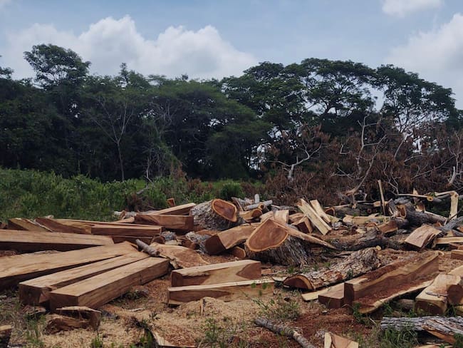 Corpamag, la Policía Departamental y el Ejército Nacional, incautaron 150 bloques de madera en el municipio de El Piñón