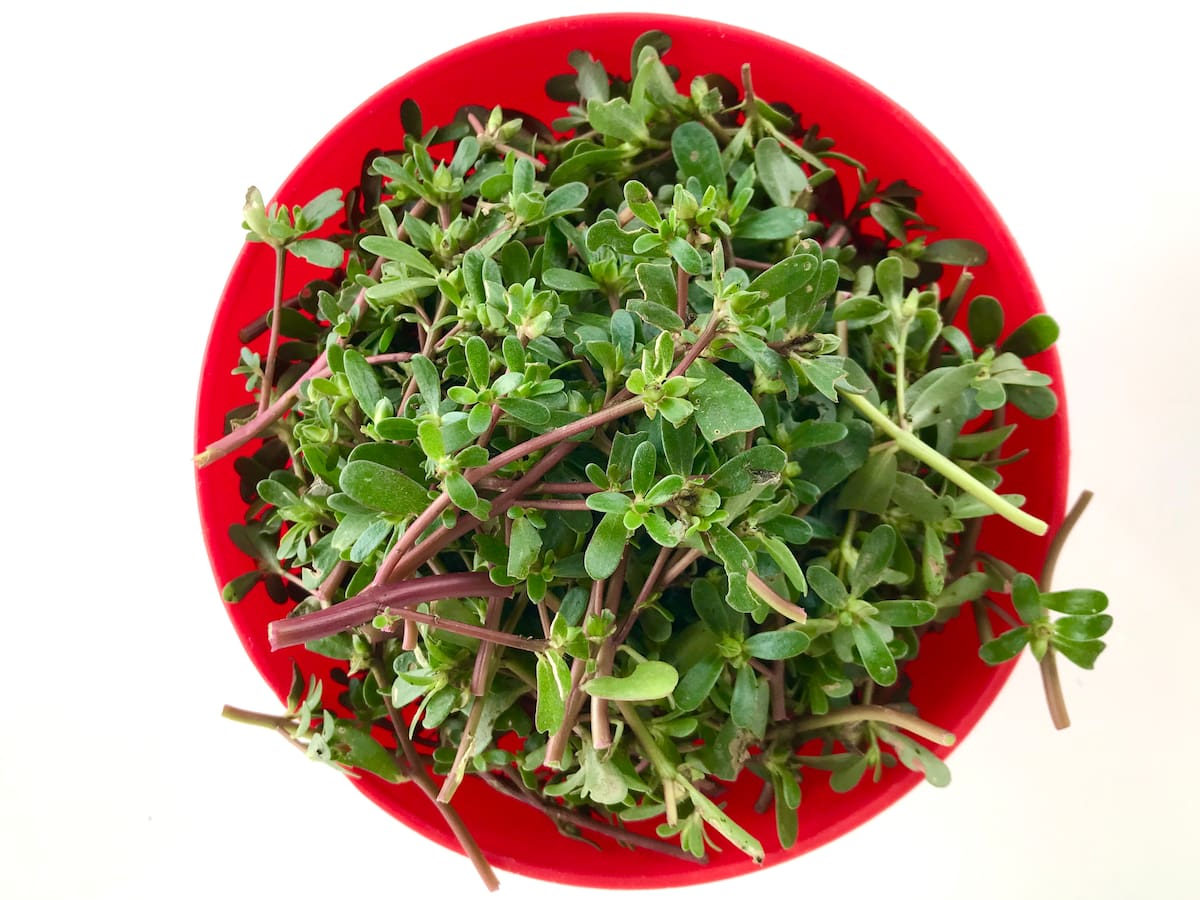 ¿Cuáles son los beneficios del agua de verdolaga? Usos y así debería tomarla