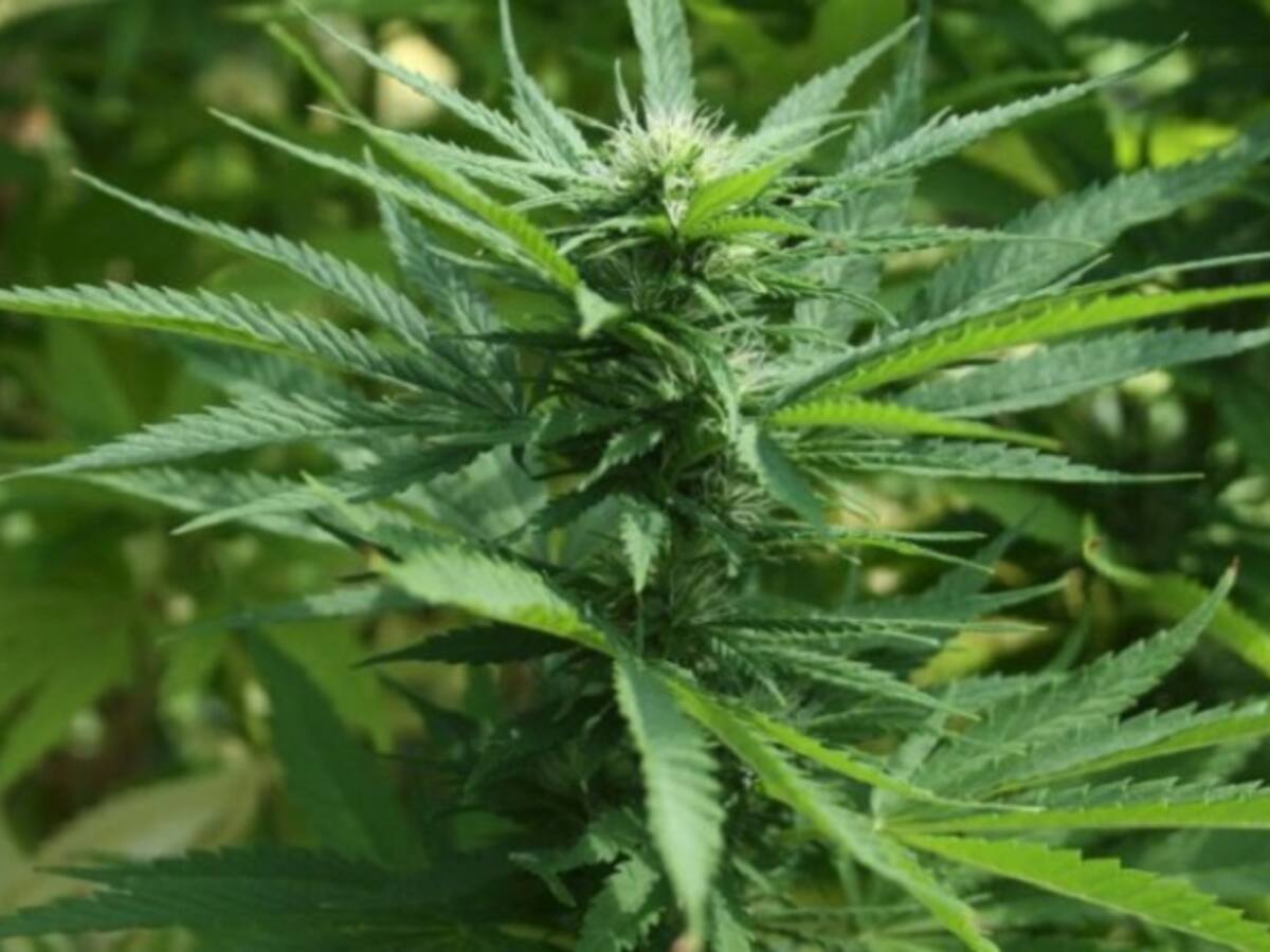 Aumenta consumo de marihuana medicinal en personas de la tercera edad