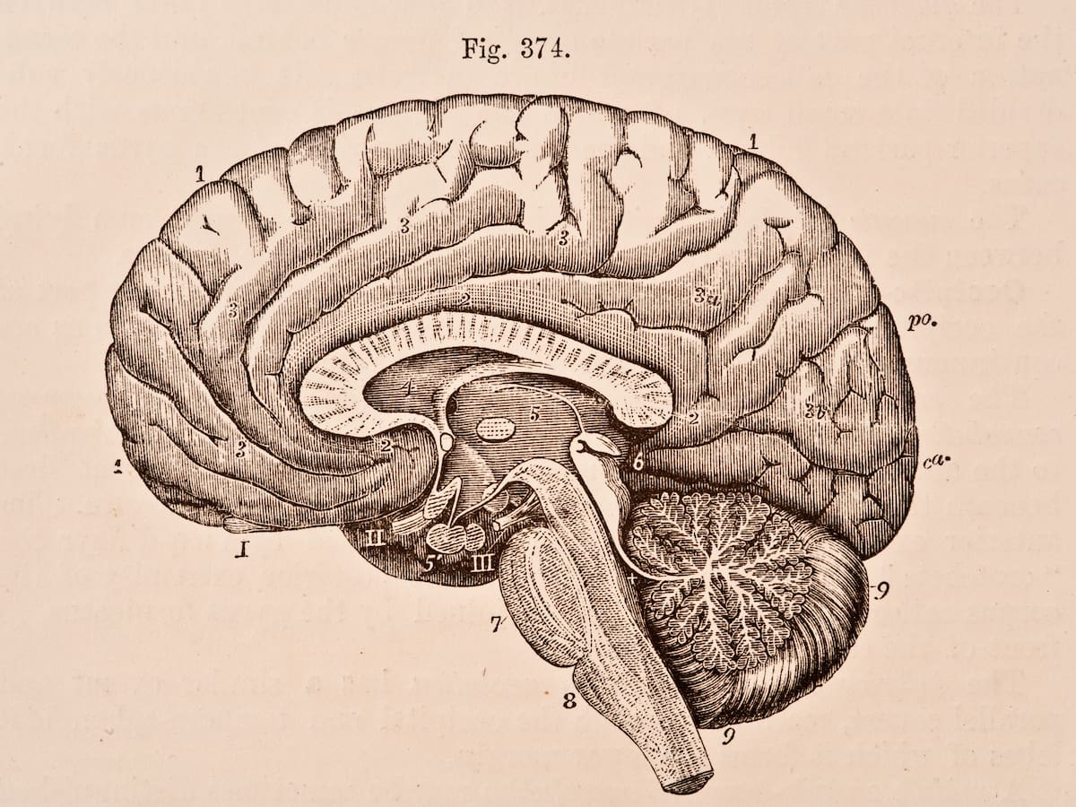 ¿Los seres humanos tenemos tres cerebros? Neurocientífico explica por qué