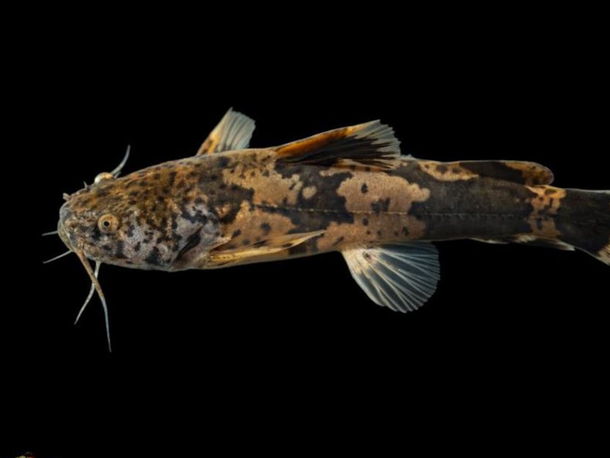 Descubren dos especies de bagre sapo en zona de influencia de Hidroituango