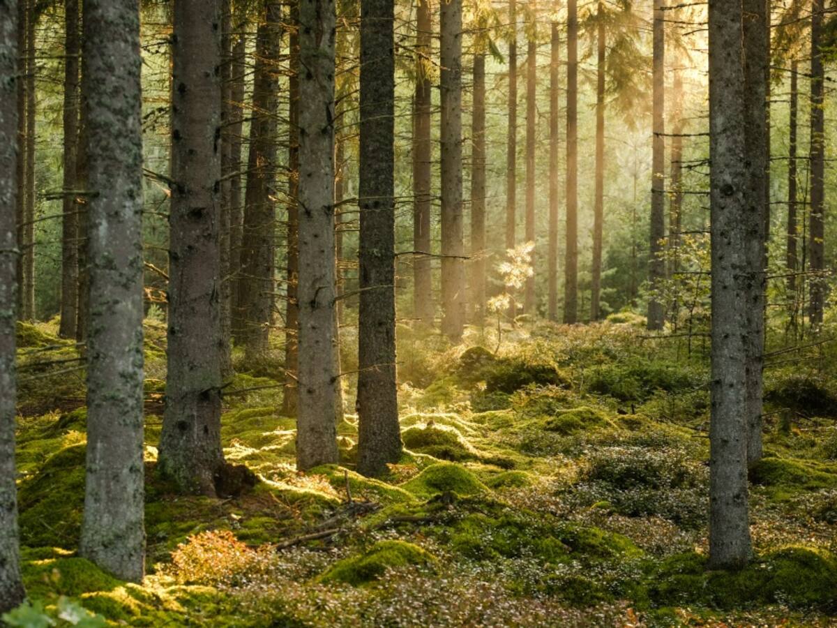 Si los árboles hablarán