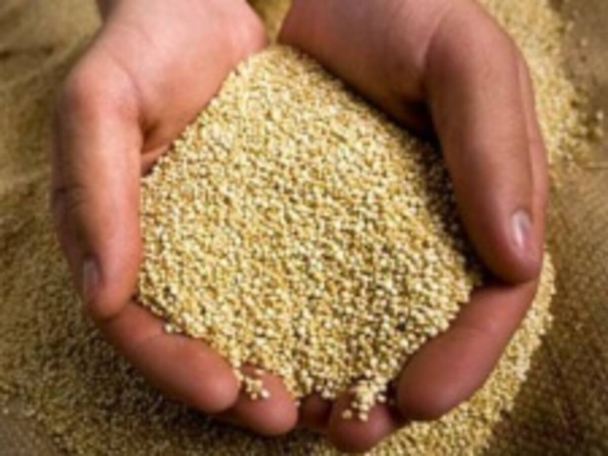 Cultivo de quinua con gran futuro en Colombia