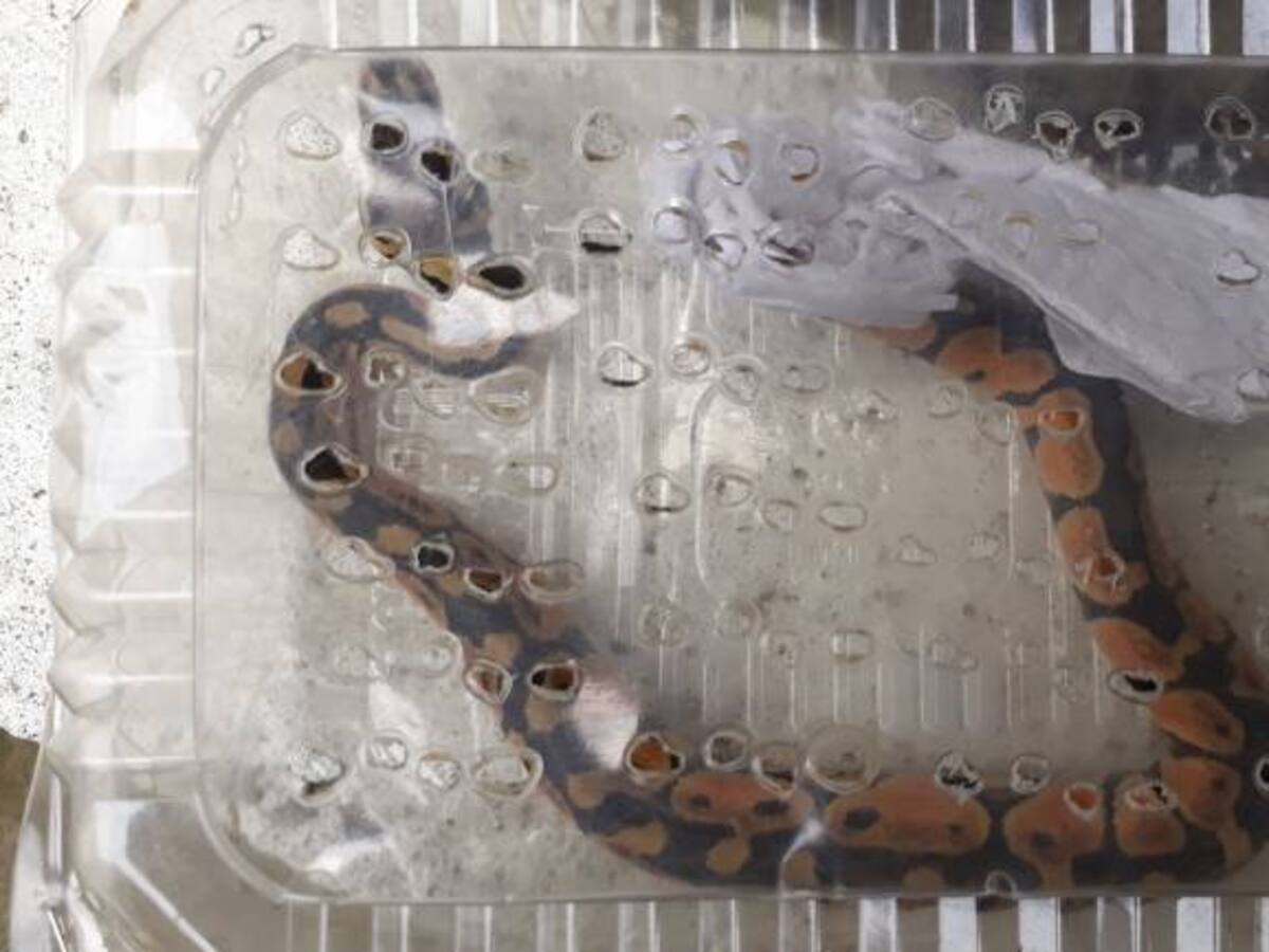 Rescatan Boa que enviaron por correo