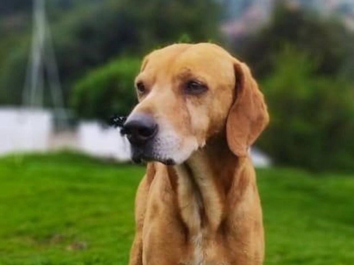 Paco