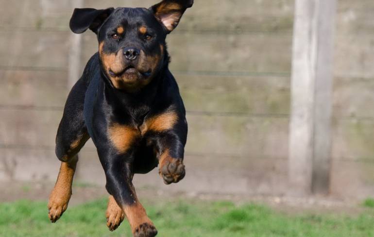 Imagen de referencia