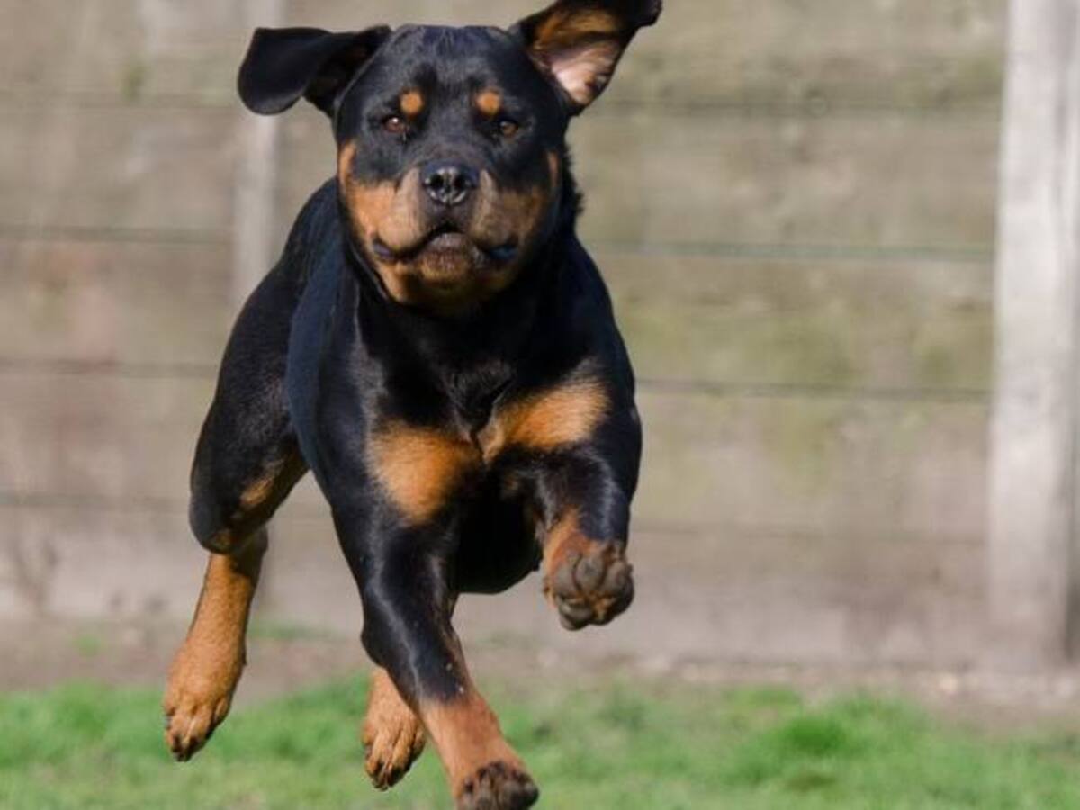 Un perro se roba una GoPro y se vuelve viral en redes