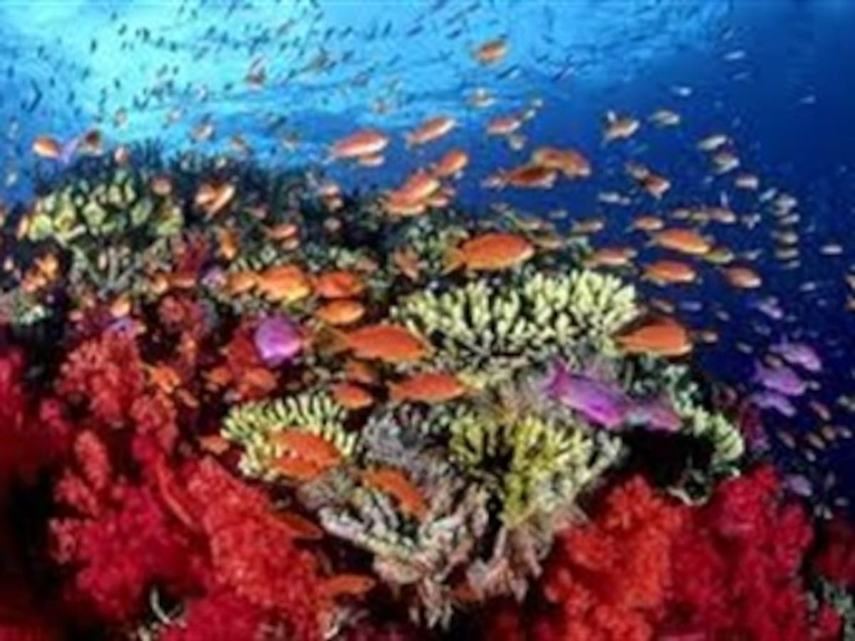 El declive de la biodiversidad en cifras