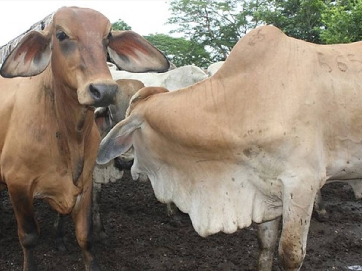 Minagricultura anunció más medidas para apoyar a ganaderos afectados por la aftosa