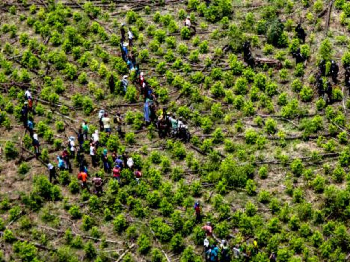 Gobierno insiste en que la erradicación forzosa no afecta los acuerdos de paz