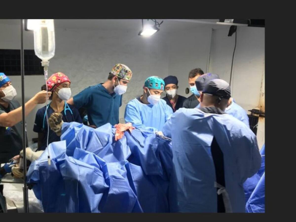 32 médicos veterinarios intervinieron quirúrgicamente a la leona Valentina