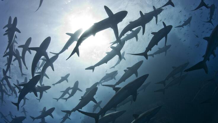 BIÓLOGO MARINO HABLA SOBRE LOS PROBLEMAS DE LA CAZA DE TIBURONES EN COLOMBIA