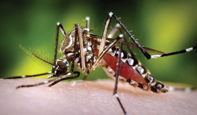 Transmisor del zika, dengue y chikungunya