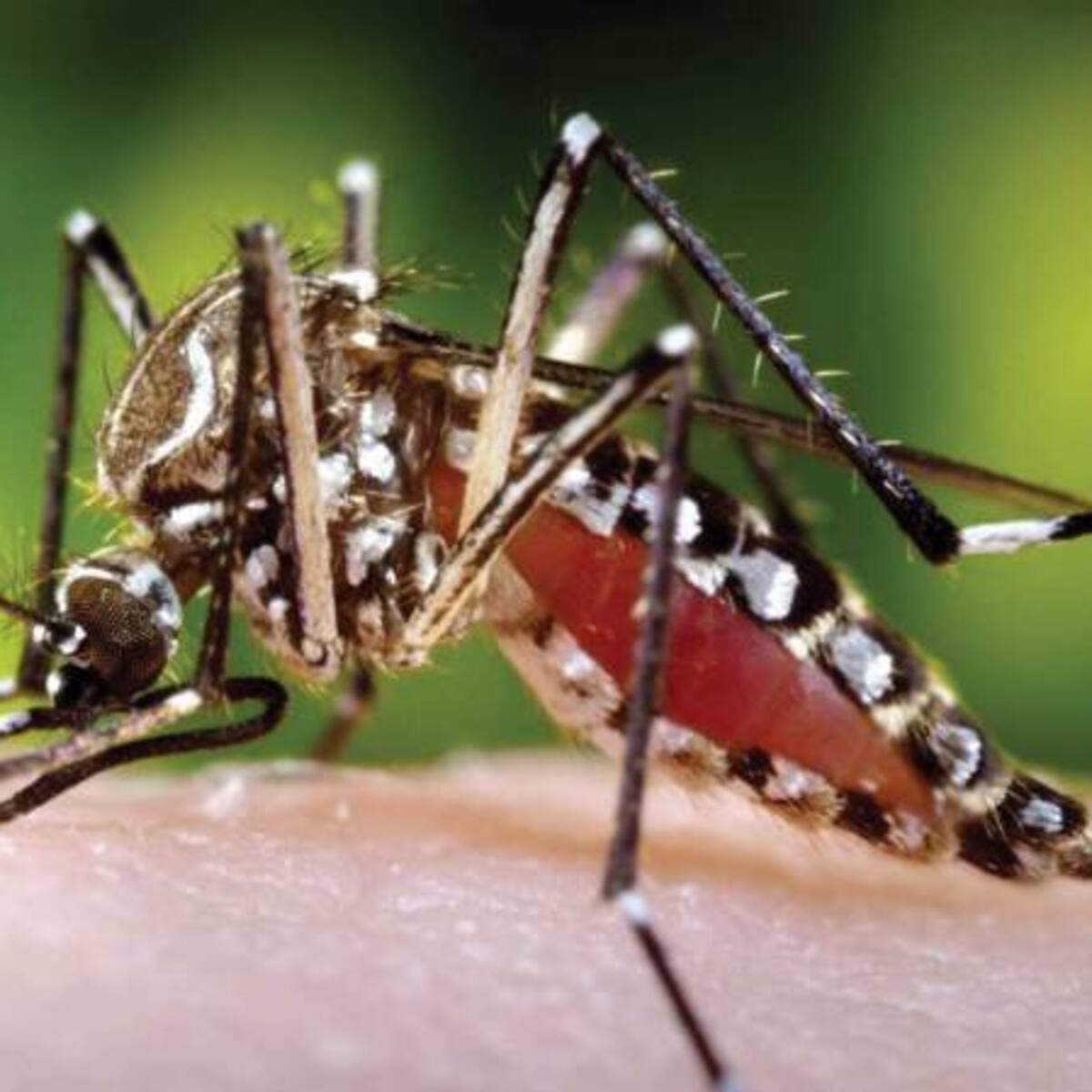 Zika, dengue y chicugunya, una realidad que puede controlarse