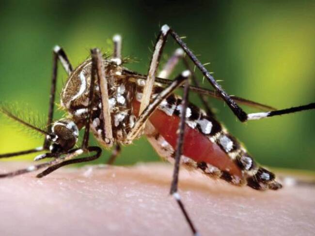 Transmisor del zika, dengue y chikungunya