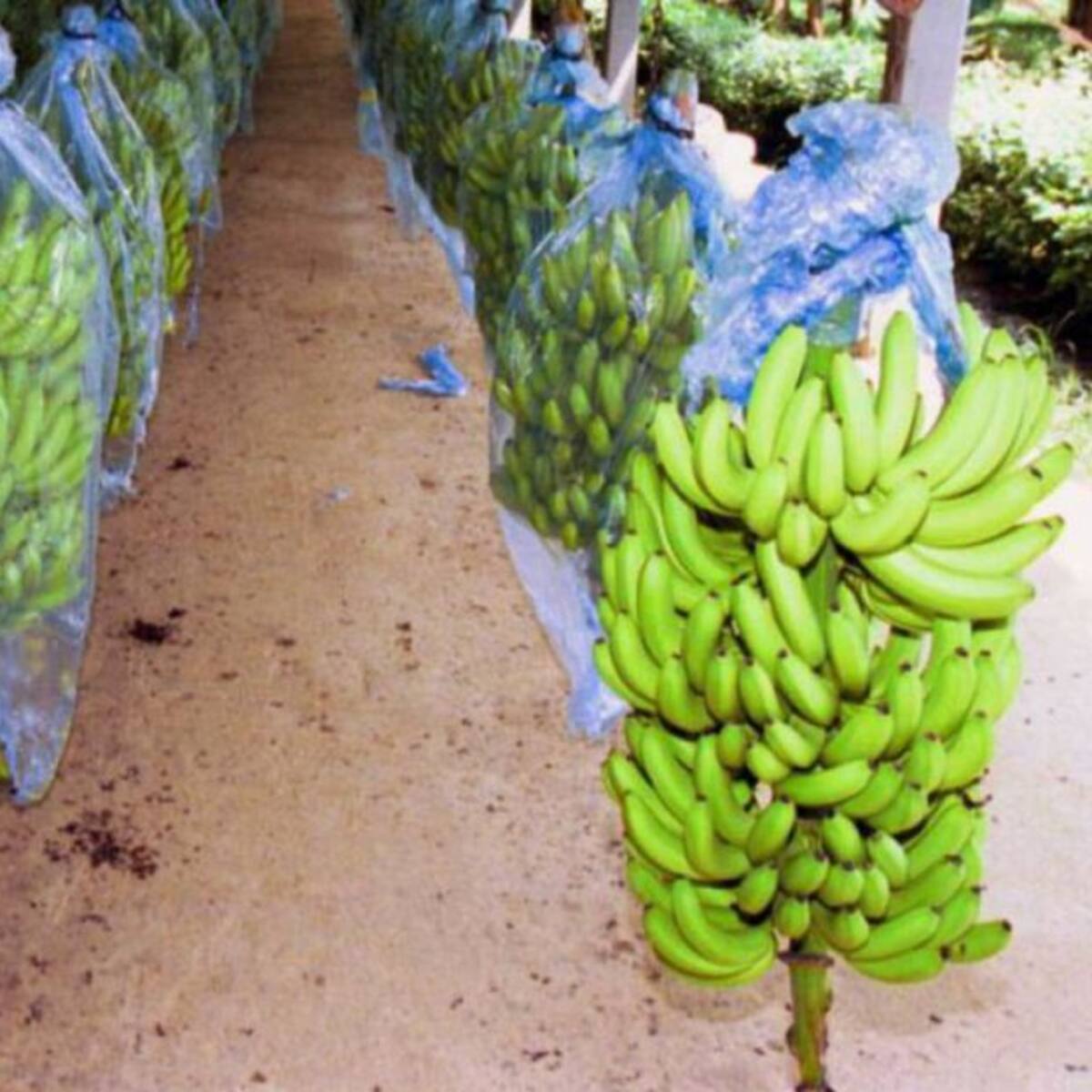 Todo listo para la entrega del laboratorio contra Fusarium en el Magdalena