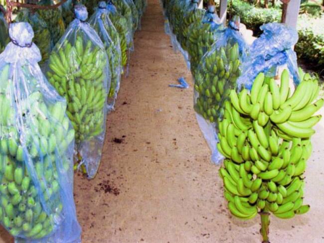 Todo listo para la entrega del laboratorio contra Fusarium en el Magdalena