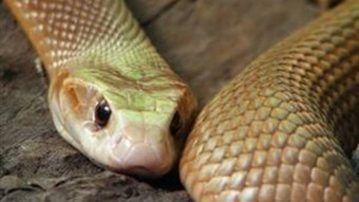 Pérdida masiva de serpientes en Colombia
