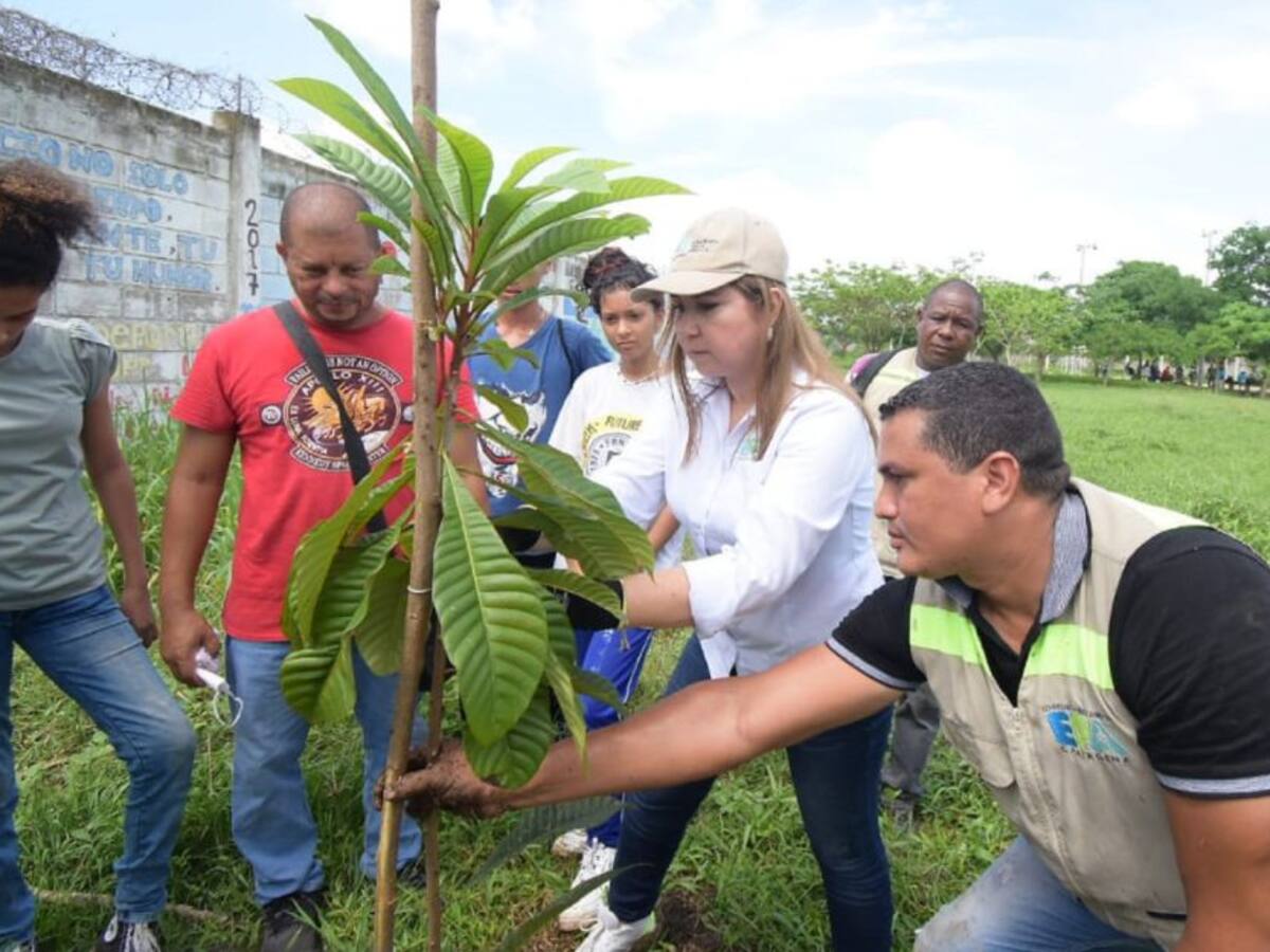 En Cartagena inició siembra de 2.000 nuevos árboles