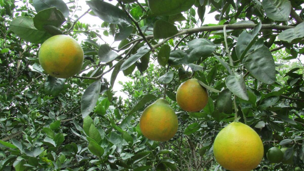 Fortalecen convenio para combatir el HLB de los cítricos o dragón amarillo