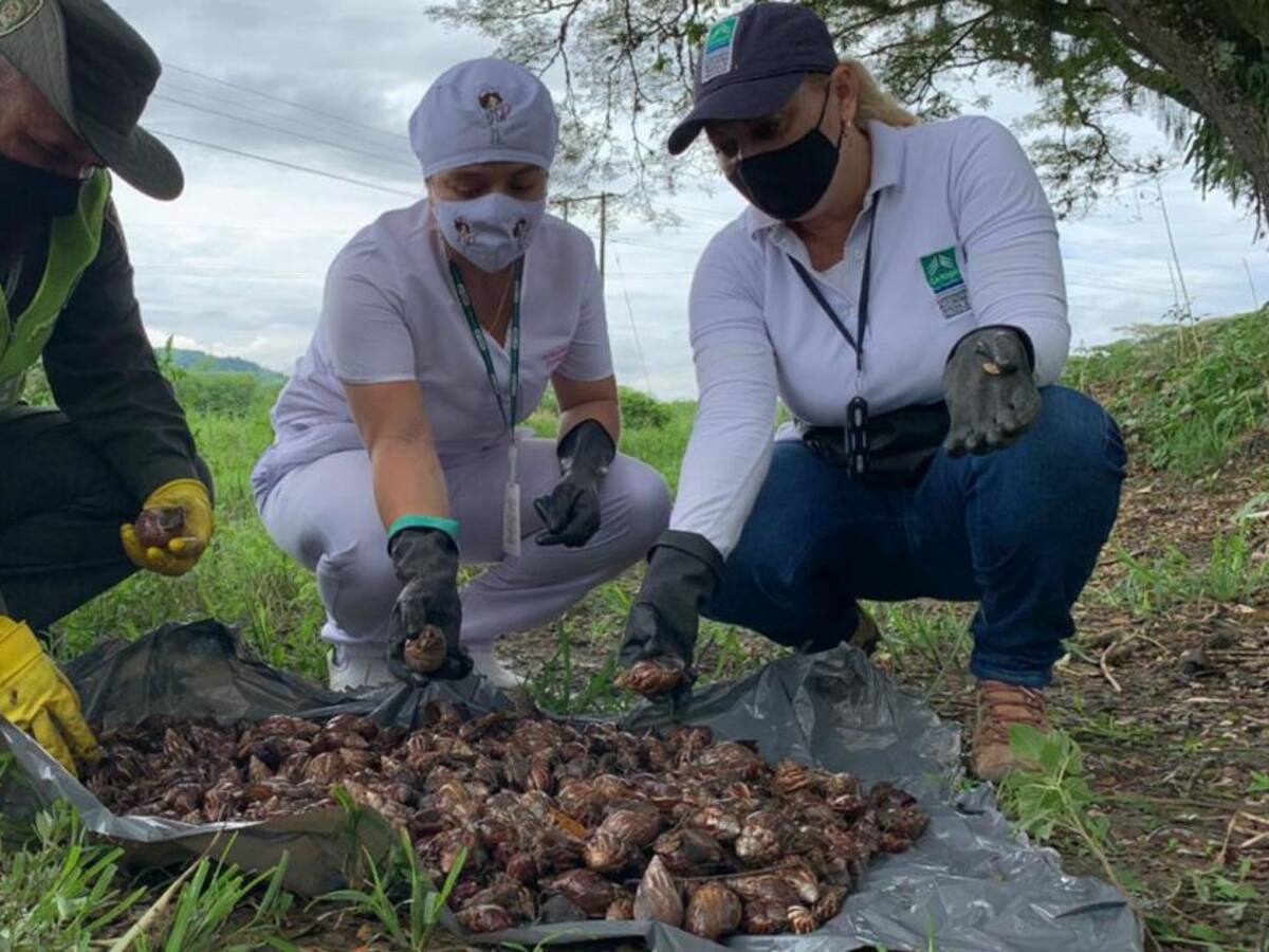 Nuevamente hay alerta en Risaralda por proliferación del caracol africano