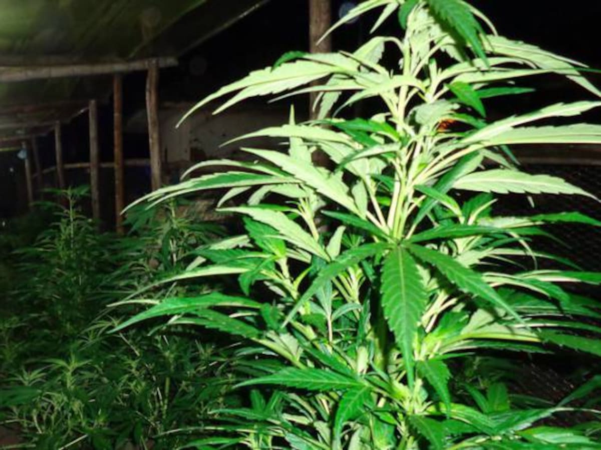Demandan decretó que reglamentó el uso de la marihuana con fines terapéuticos y medicinales