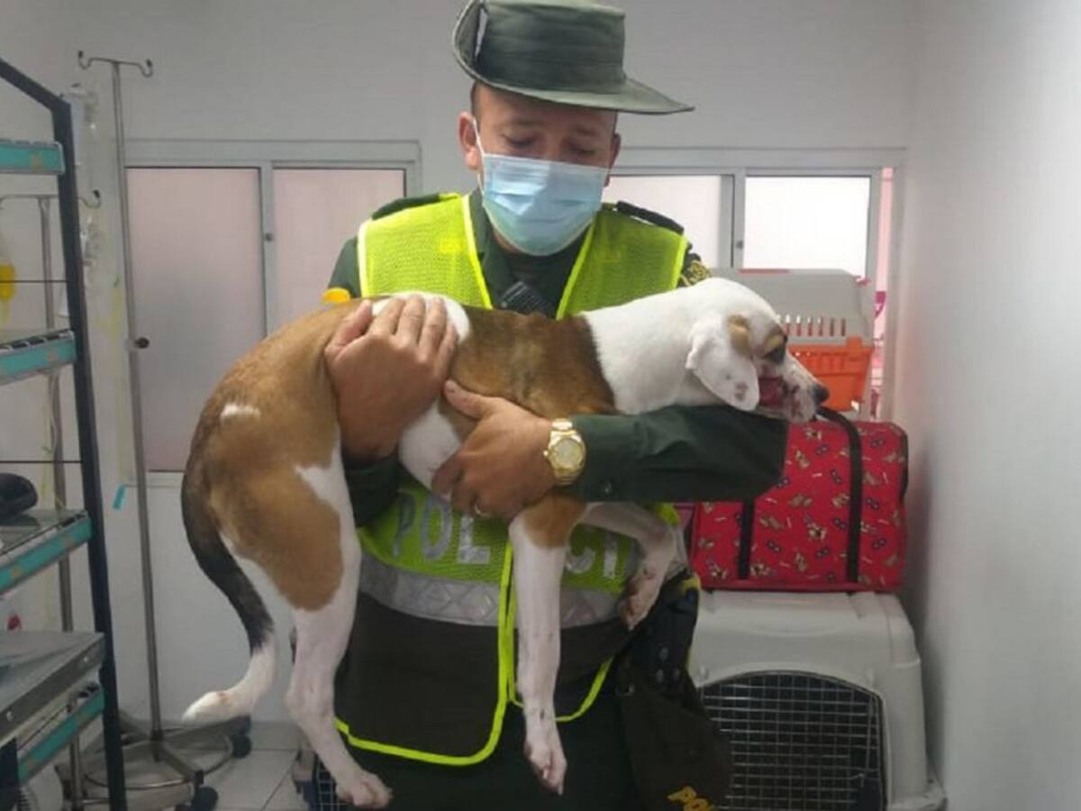 Perro fue víctima de un machetazo por ladrar