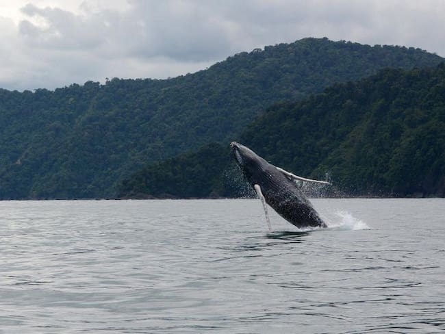Comenzaron a llegar las ballenas jorobadas al Parque Nacional Natural Utría