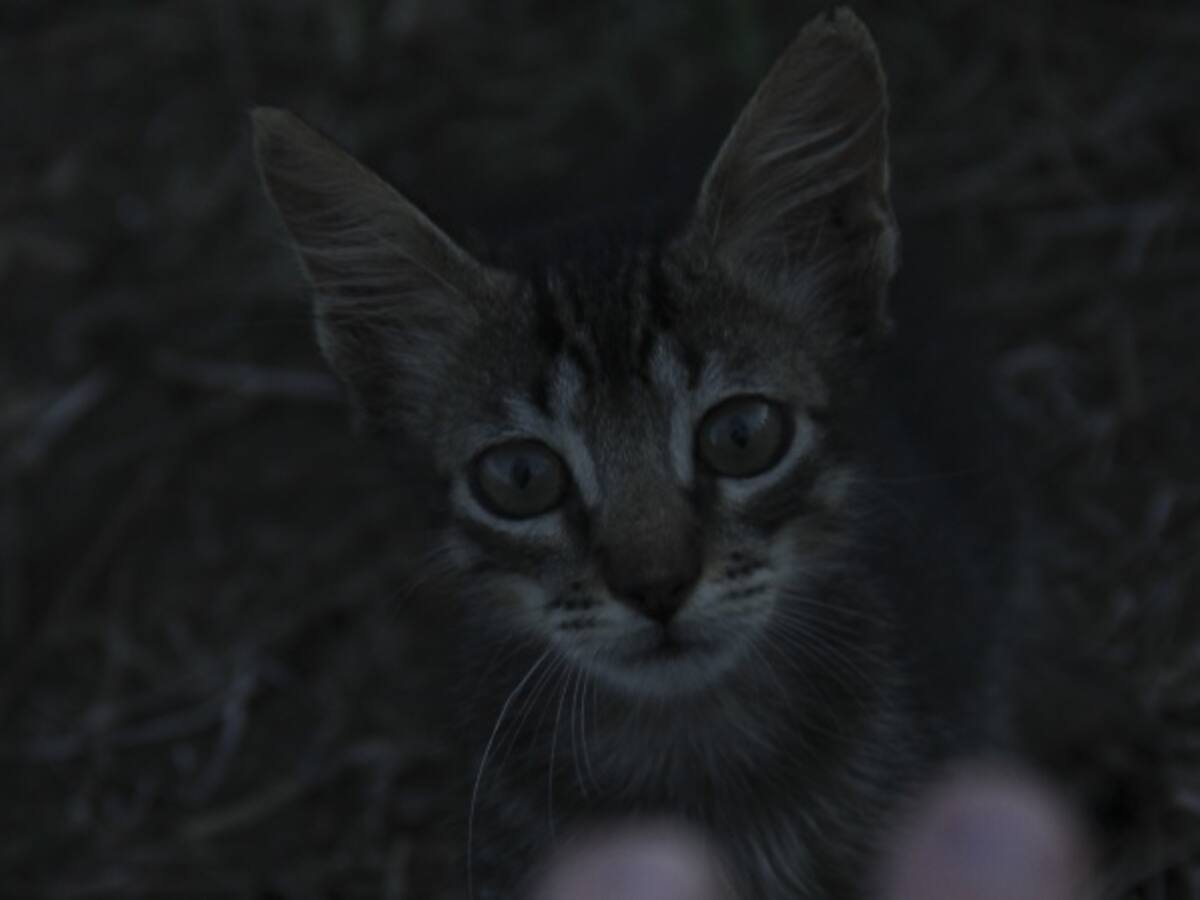 Exigen castigar a una menor por matar a un gato con un hacha