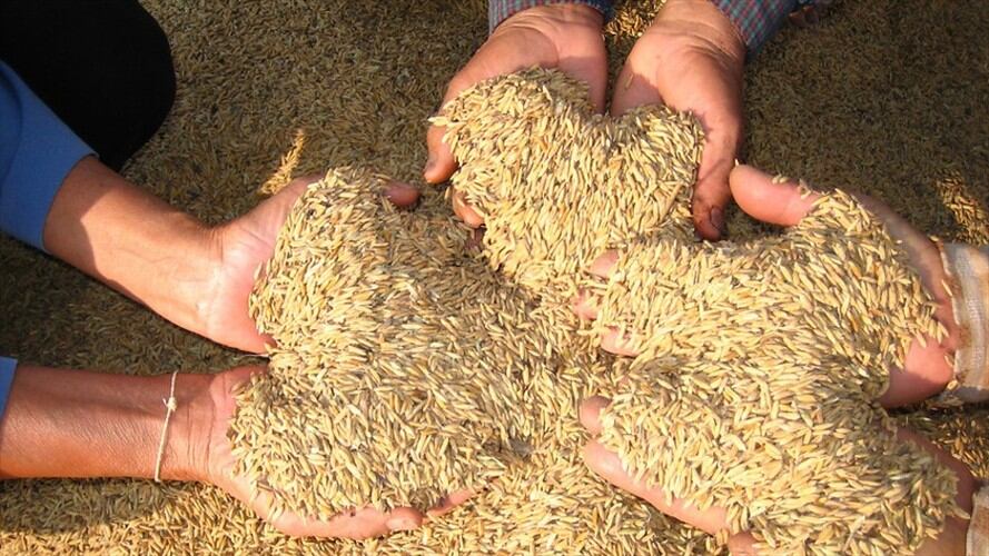Ministerio de Agricultura confirmó que no habrá más ayudas económicas al sector arrocero. Foto: Colprensa
