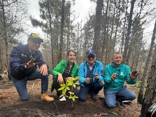 Bogotá termina el proceso de siembra de árboles nativos en los Cerros Orientales