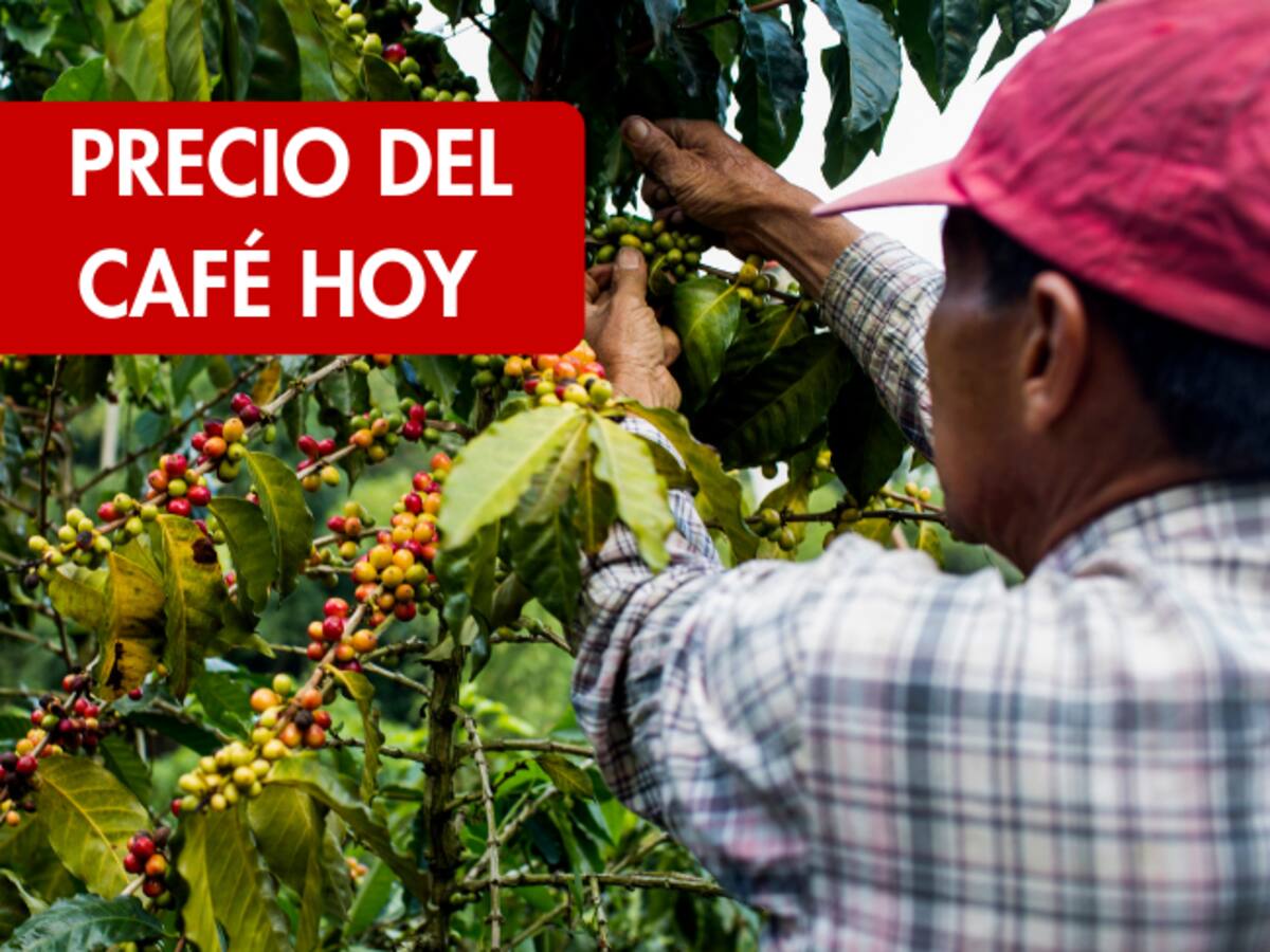 ¿Subió o bajó? Precio del café HOY 17 de febrero: según FNC