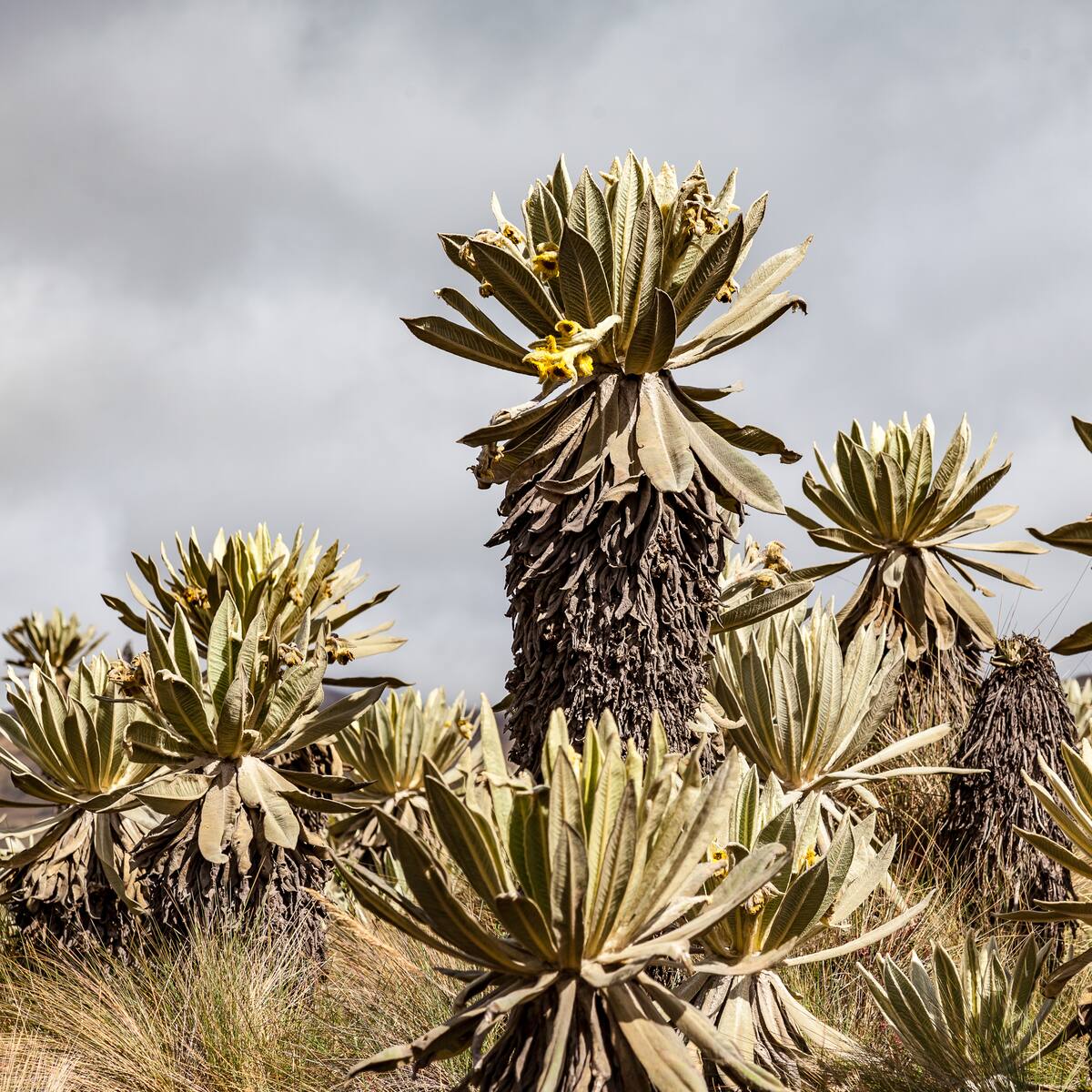 “Los frailejones son seres mágicos”: director del Jardín Botánico de Nueva York