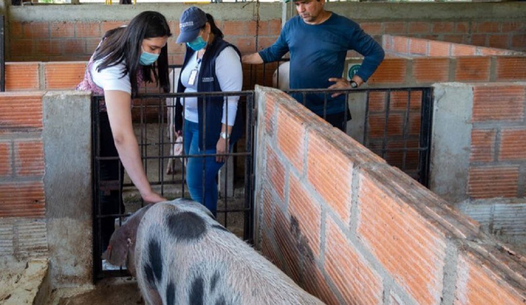 Proyecto de porcicultura de COOJAPAL en el Guaviare