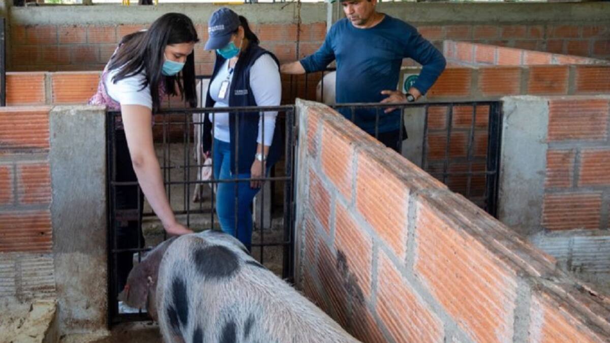 Cría de cerdos en Guaviare, un ejemplo de trabajo por la paz