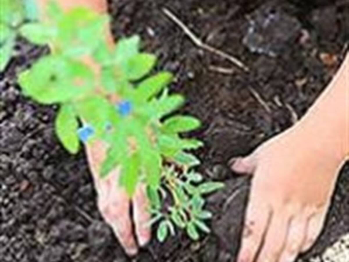 La FAO lanza un calendario para saber qué, cuándo y dónde hay que plantar