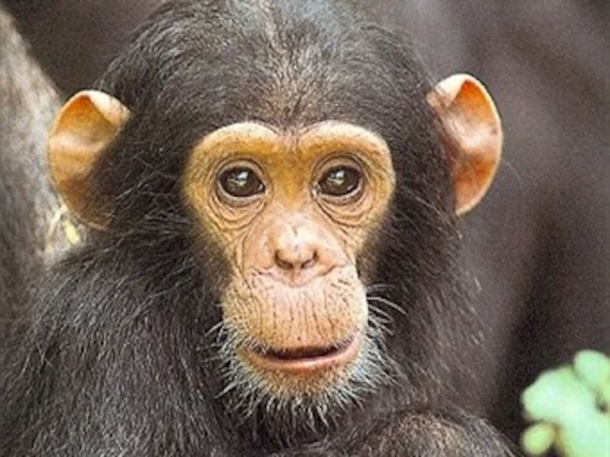 Estados Unidos limita el uso de chimpancés en investigación científica