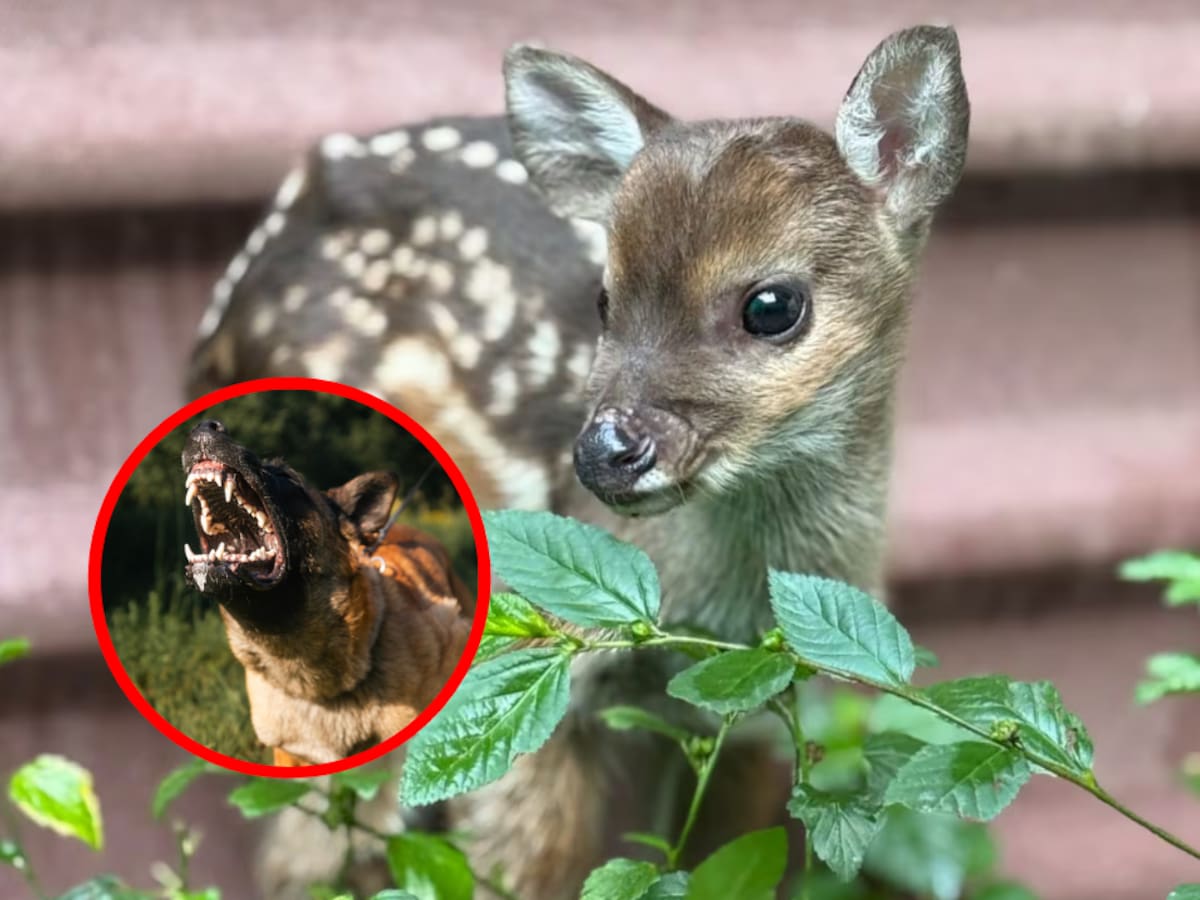 Cachorro de venado huérfano en el Cauca fue rescatado y recibe atención en Cali
