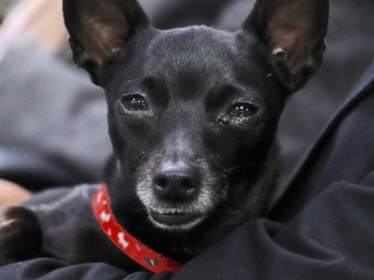 Winnie, el ‘rudo’ guardián de Timochenko