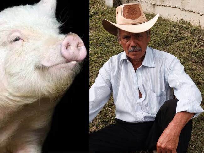 Porcicultor murió por la mordida de uno de sus cerdos en finca de Mariquita, Tolima . Foto: suministrada.