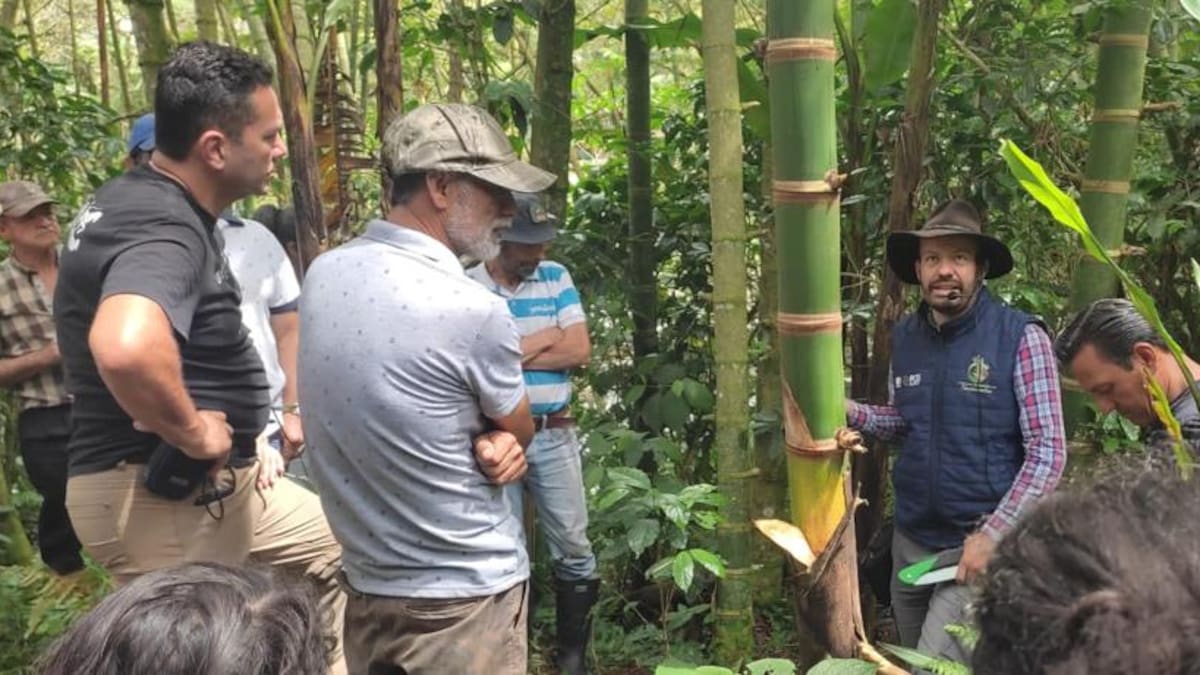 Los mil usos de la guadua, un cultivo con mucho potencial