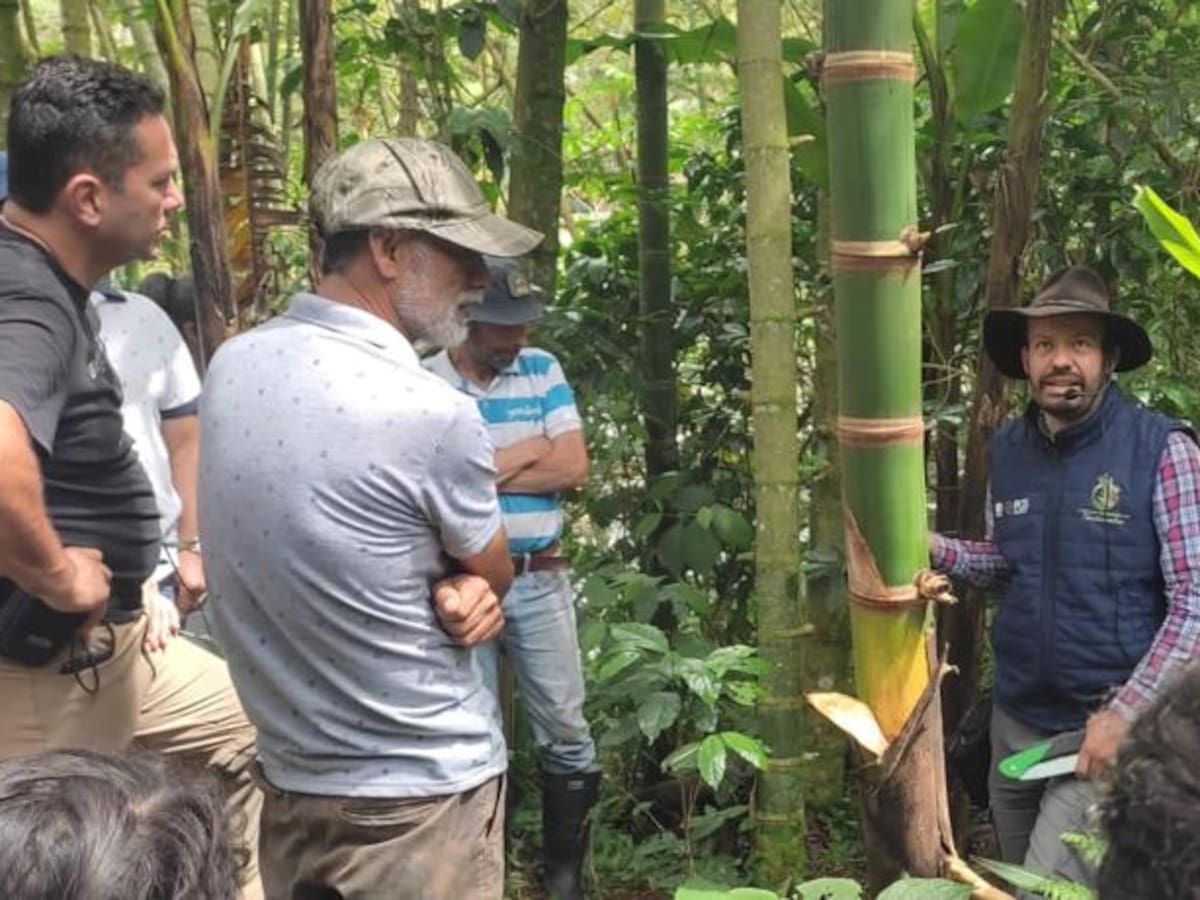 La guadua tiene más de mil usos y es una gran oportunidad económica para el campo