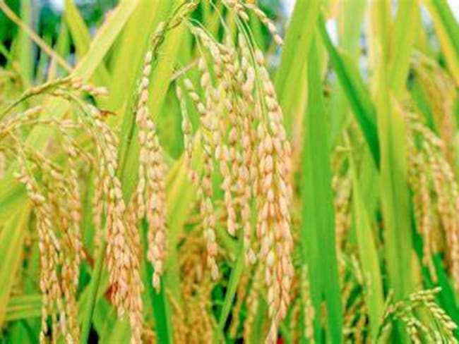 son cerca de 2 mil  hectáreas en cultivos de arroz.