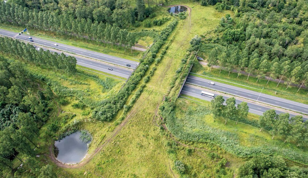 Con 'pasos de fauna' en carreteras, buscan evitar el atropellamiento de animales