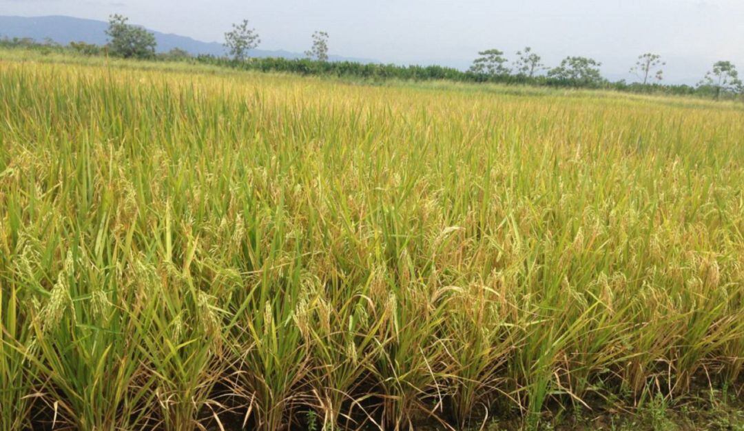 Cultivos de arroz el Tolima